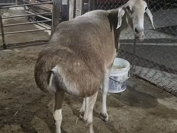 母羊, Afghan Arabi sheep