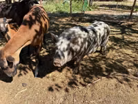 Sow, Pigs — photo 7