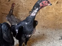 Chickens — foto 6