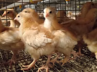 Chickens — 8 зураг