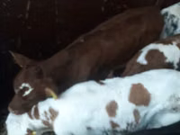 ثور, Simmental cattle — الصورة 5