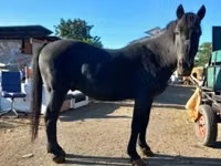 公马, Horses — 照片 1