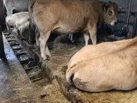 Үнээ, Aubrac cattle — 1 зураг
