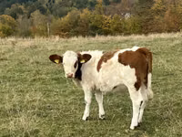 بقرة, Simmental cattle — الصورة 5