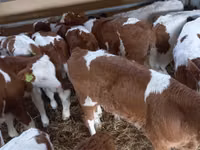公牛, Simmental cattle — 照片 8