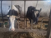 母牛, Russian Black pied cattle — 照片 3
