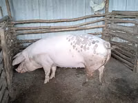 Säue, Schweine — Foto 1