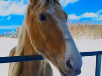 Адуу, Racking Horse — 4 зураг