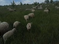Widder, Merino sheep — Foto 1