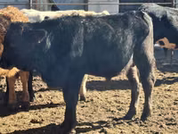 Toro, Aberdeen-Angus — foto 1