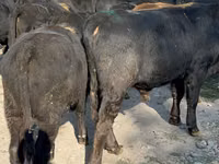 ثور, Swiss cattle — الصورة 4
