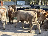 Toro, Swiss cattle — foto 2
