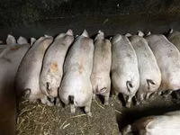 मादा सूअर — फ़ोटो 2