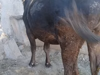 Cow, Alatau breed — photo 3