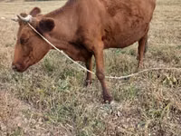 母牛, Cattle — 照片 2