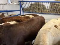 Vaca, Ganado vacuno — foto 1