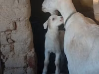 母山羊, Saanen goat — 照片 3