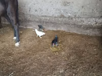 Bantam — photo 3