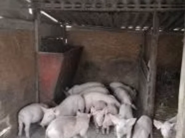 Pigs (batch, sex not specified), Pigs