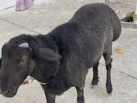 Carnero, Arashan sheep — foto 5