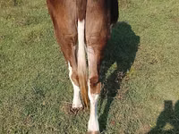 Cow, Simmental cattle — photo 4