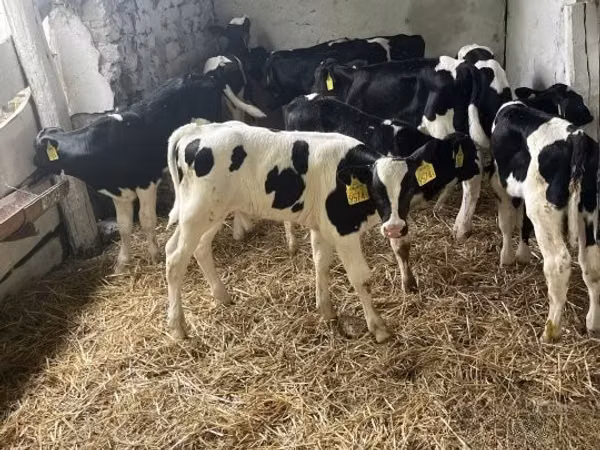 Бух, Russian Black pied cattle