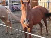 母马, Horses — 照片 3