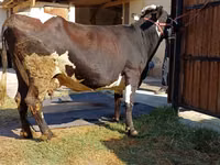 母牛, Alatau breed — 照片 2