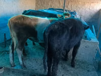 Cow, Cattle — photo 5