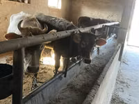 Kuh, Russian Black pied cattle — Foto 6