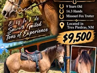 Caballo, Missouri foxtrotter — foto 1
