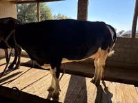 Cow, Russian Black pied cattle — photo 2