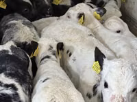 牛只（批次，未指定性别）, Simmental cattle — 照片 5