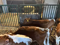 Bovinos (lote, sexo no especificado), Simmental cattle — foto 6