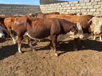 Cattle (batch, sex not specified), Cattle — photo 3