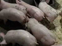 خنازير (دفعة، الجنس غير محدد) — الصورة 3