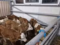 Үхэр (бүлэг, хүйс заагаагүй), Simmental cattle — 7 зураг