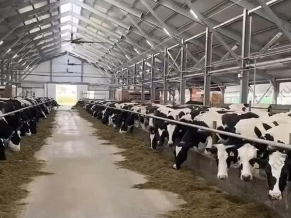 Үнээ, Russian Black pied cattle