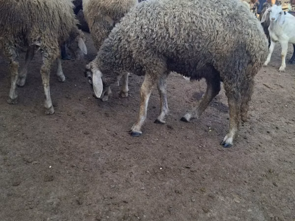 كبش, Baerchuke sheep