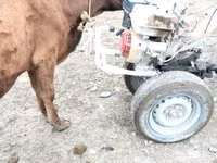 母牛, Cattle — 照片 5