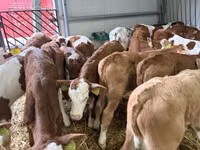 Toro, Simmental cattle — foto 1