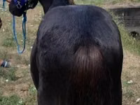 घोड़ा, Dutch warmblood horse — फ़ोटो 3