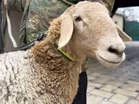 Schaf, Arashan sheep — Foto 4