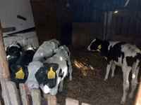 ثور, Russian Black pied cattle — الصورة 1