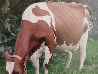 गाय, ऐरशायर — फ़ोटो 4
