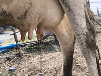 母牛, Holstein breed — 照片 1