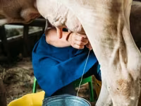 Cow, Swiss cattle — photo 6