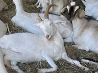 Cabra, Nubian Goat — foto 3