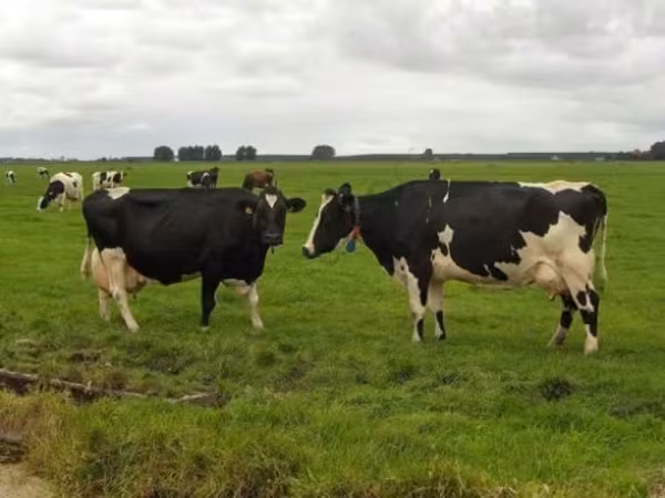 Vaca, Raza Holstein — Rusia
