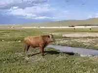 ثور, الماشية — الصورة 3